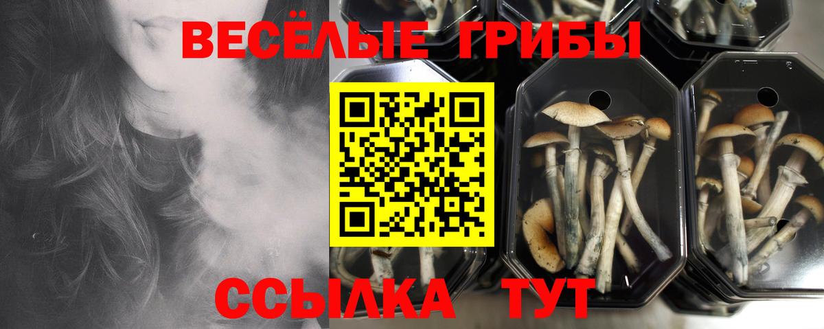Советский  Псилоцибиновые грибы Psilocybe  Вход с VPN 